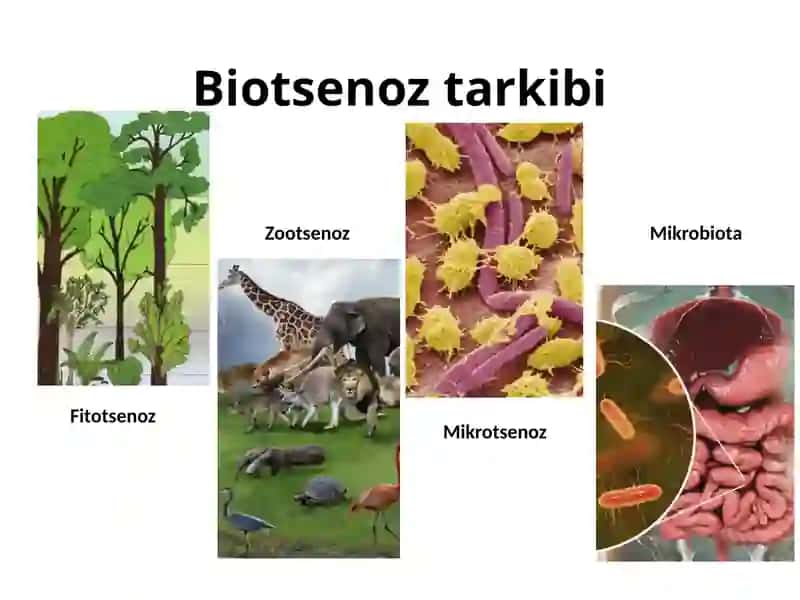 Biotsenoz va ekosistema 3