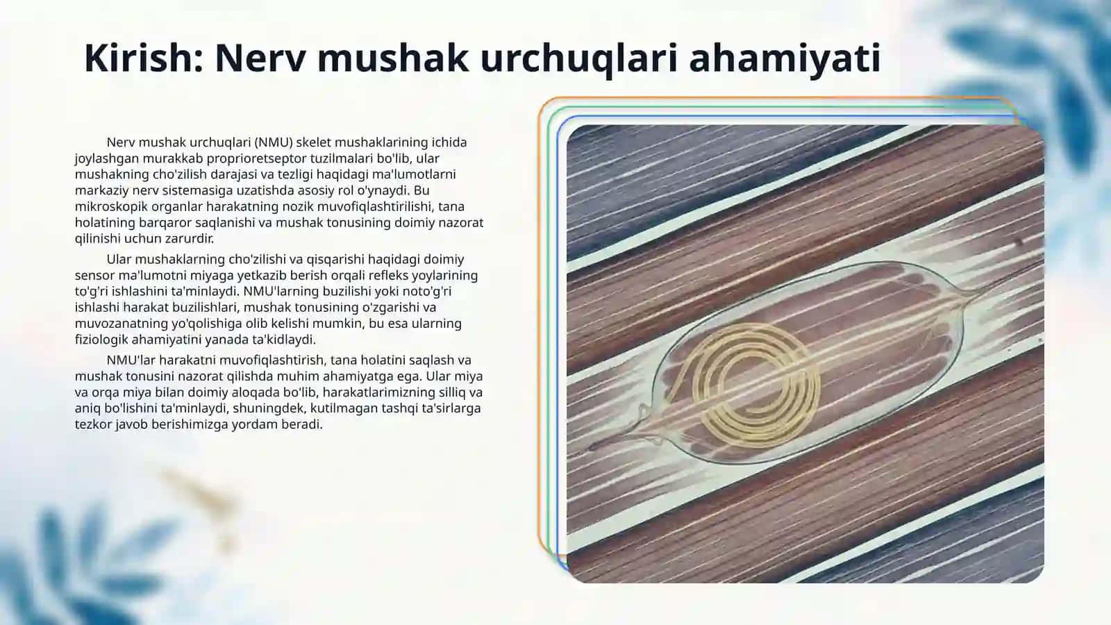 Nerv mushak urchuqlarining tuzilishi va ishlash prinsipi 3