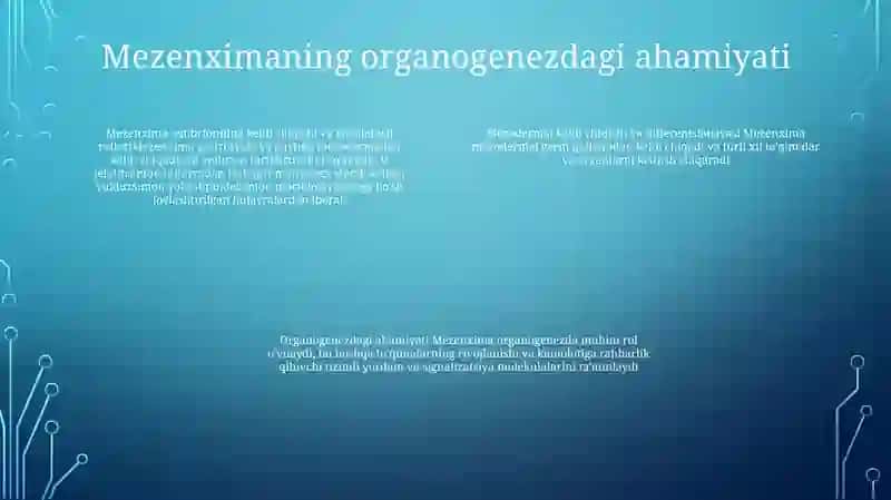 Mezenximaning Tuzilishi Va Ahamiyati 3
