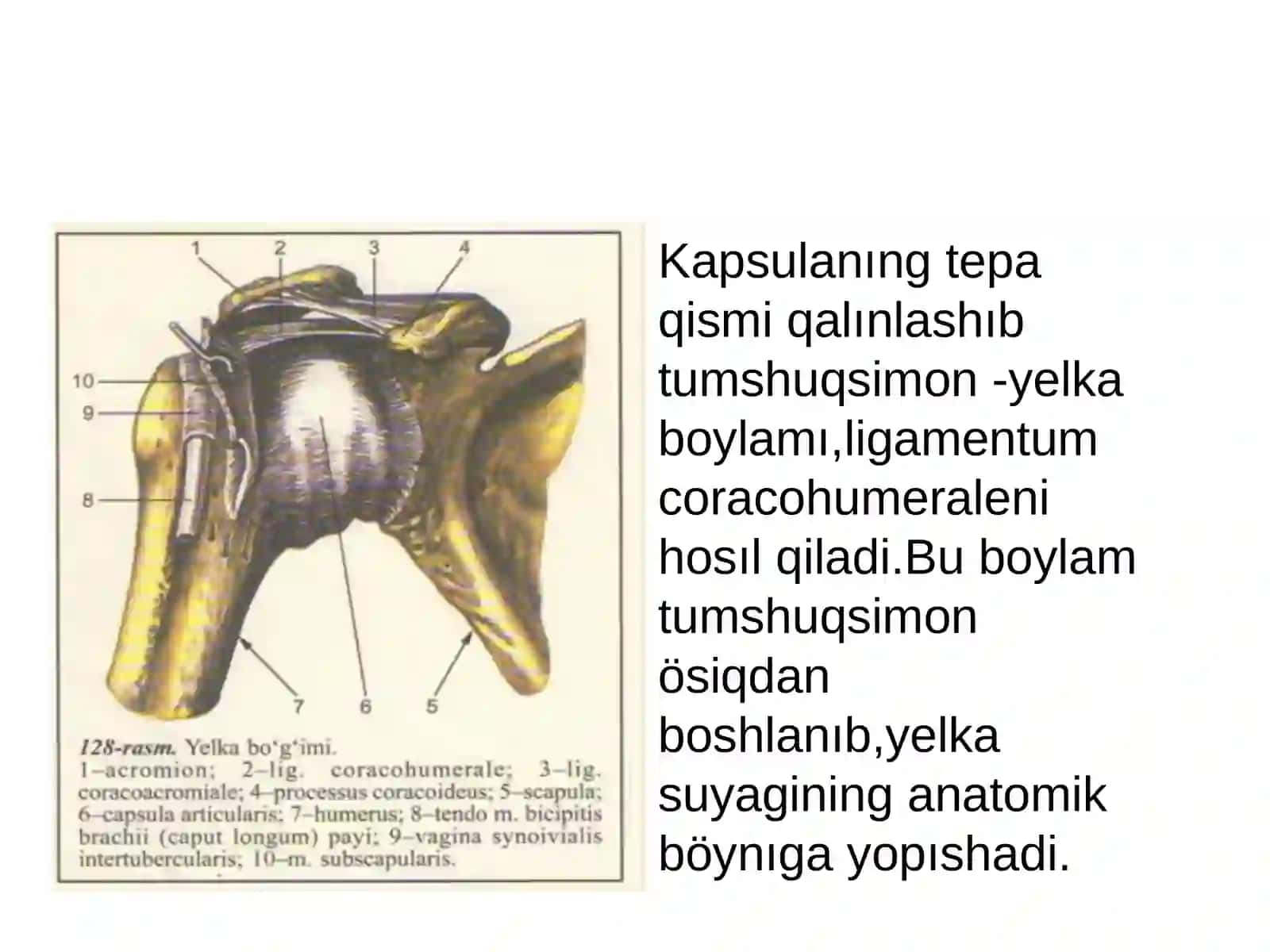 Yelka böğimi 3