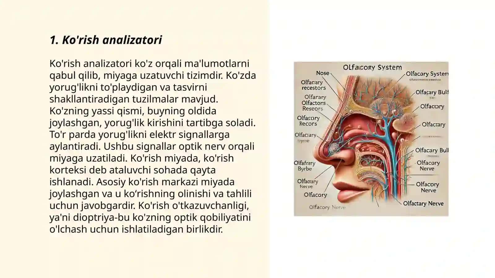 Sezgi organlar (analizatorlar) fiziologiyasi 3