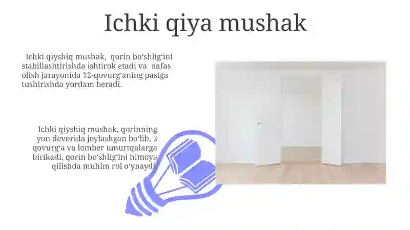 Qorinning yon devori muskullari va fassiyalari 3