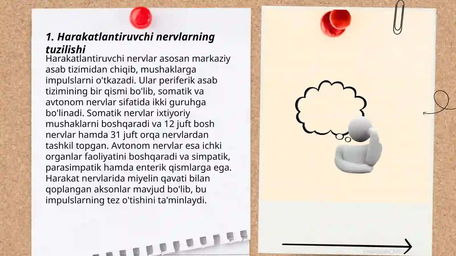 Harakatlantiruvchi nervlar va aralash nervlar 3