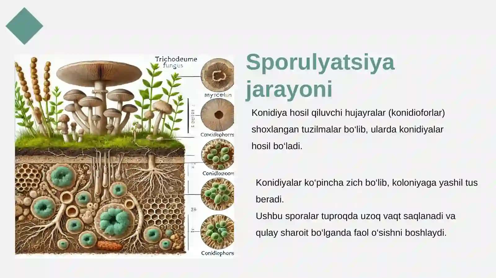Trichoderma zamburug'i biologiyasi 3