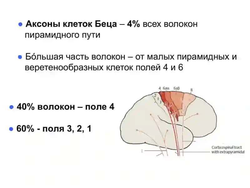 Двигательная система 3