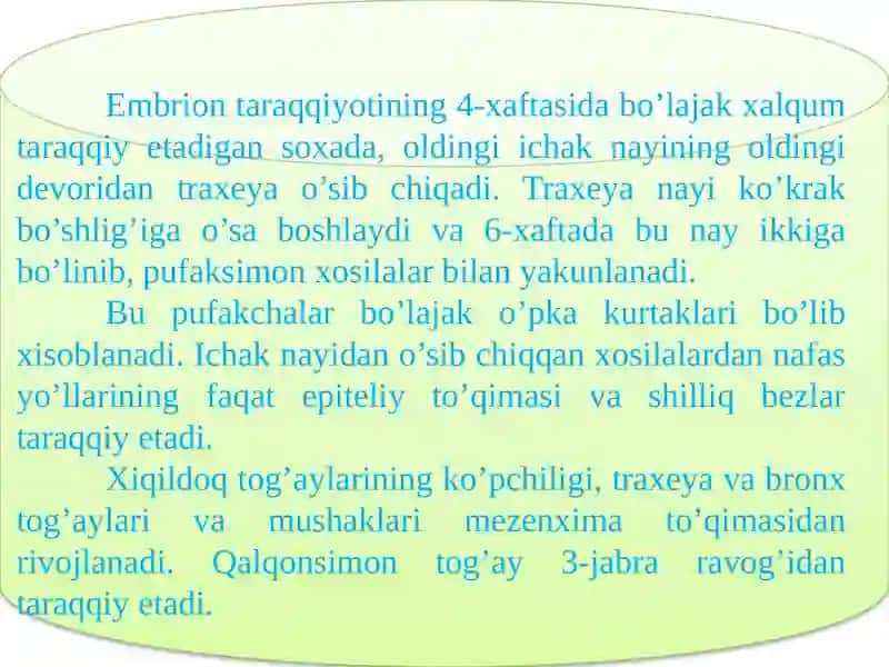 Nafas a'zolarining tuzilishi 3