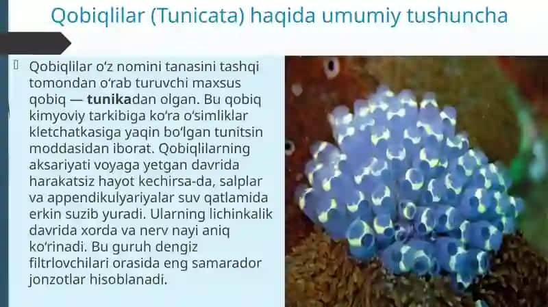 Salplar va appendikulyariyalar sinfi 3