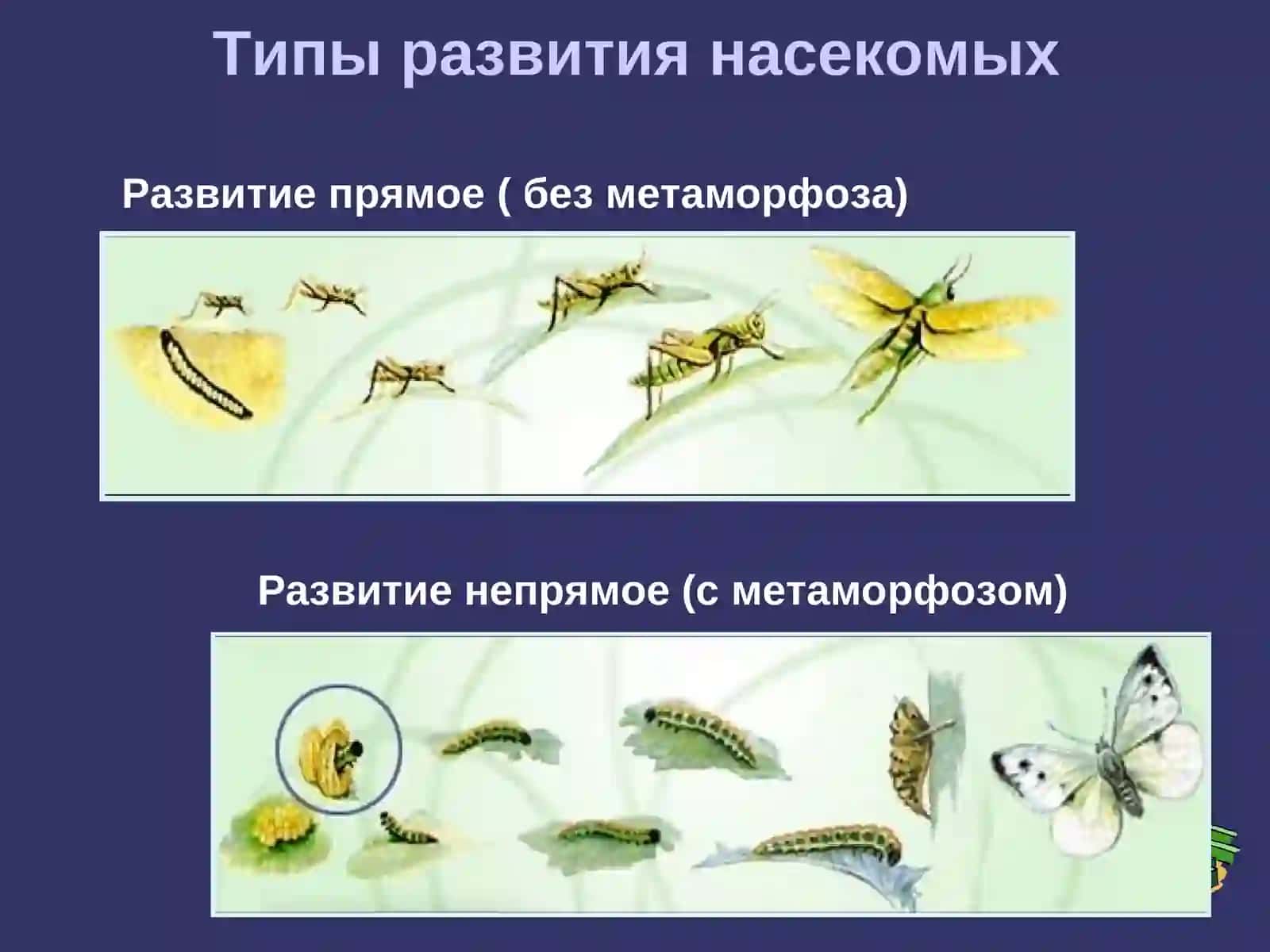 Разнообразие ротовых аппаратов 3