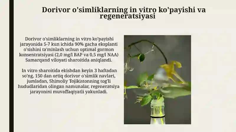 Dorivor o'simliklarni in vitro sharoitida yetishtirish 3