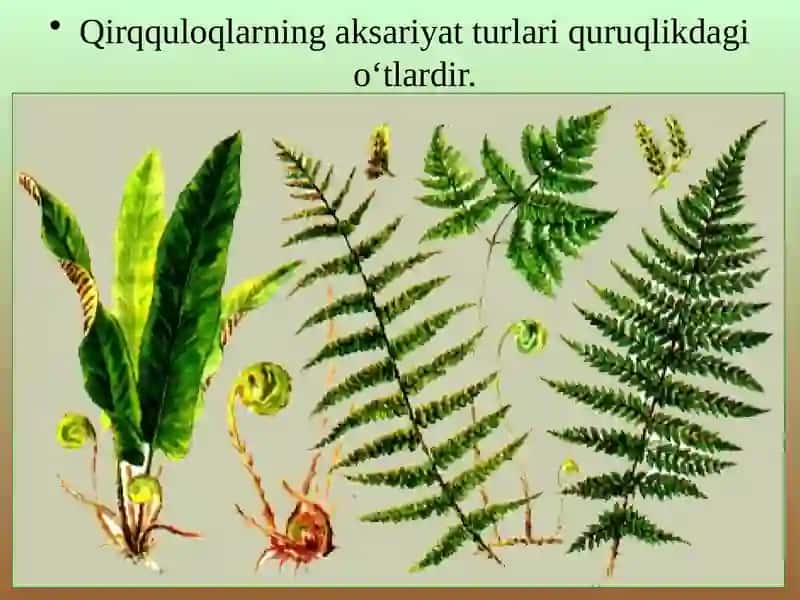 qirqquloq toifa o'simliklar 3
