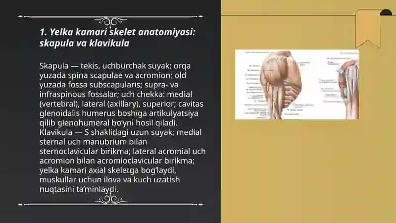 Yelka kamari va yelka mushaklari 3