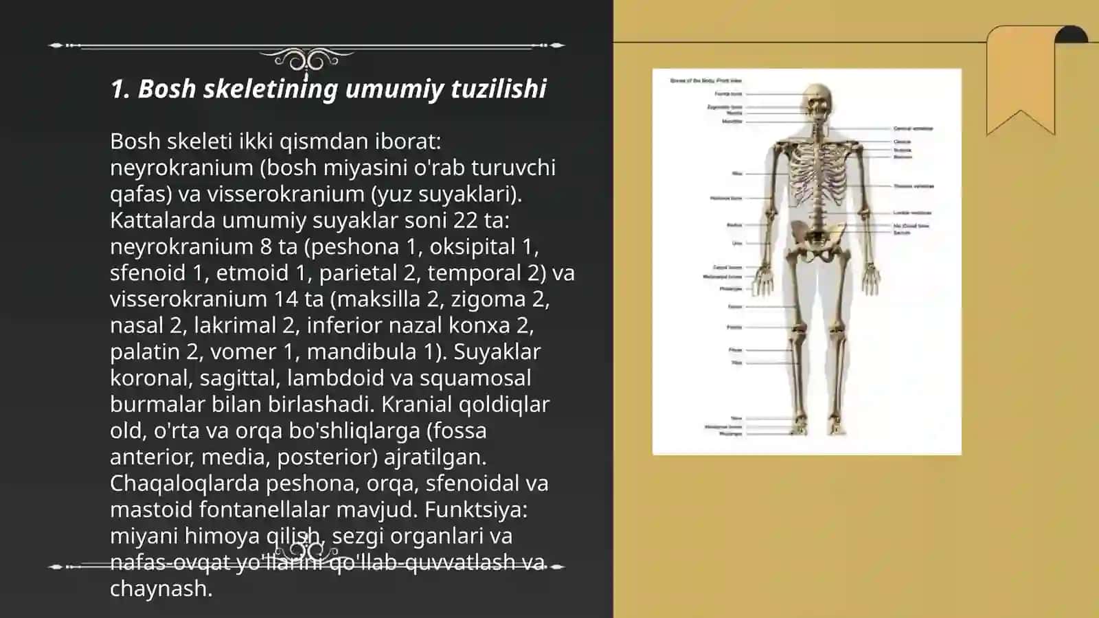 Bosh skeleti 3