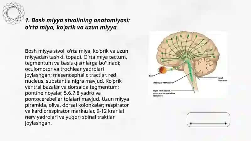 Bosh miyya stvolining anatomiyasi 3