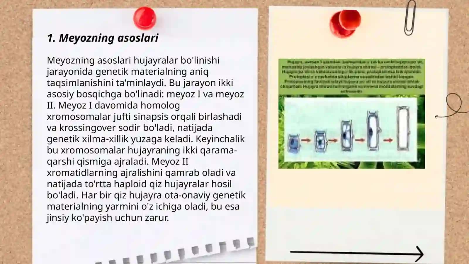 Meyozning asoslari 3