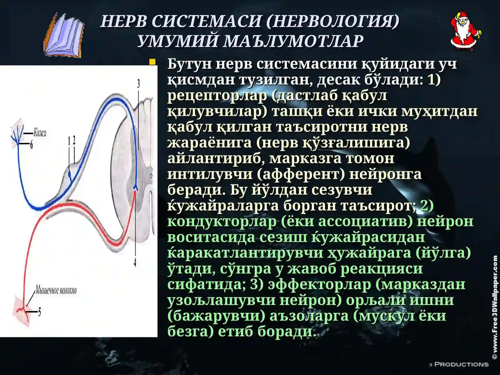 НЕРВ СИСТЕМАСИ 3