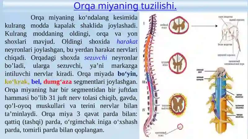 Markaziynervtizimining xususiy fiziologiyasi 3