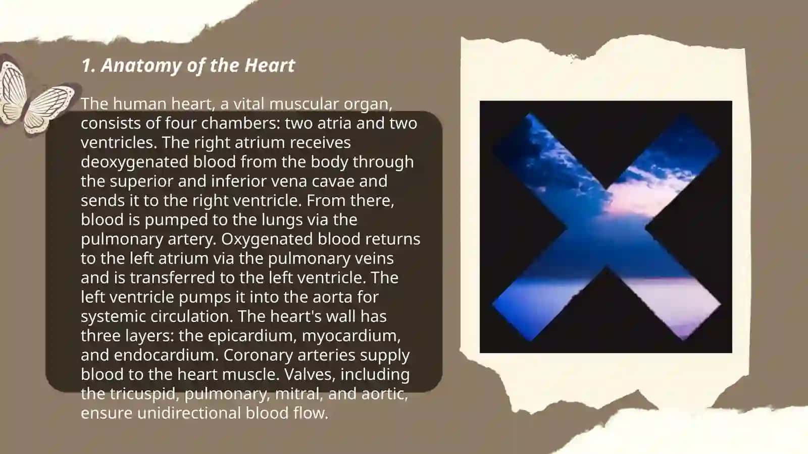 The Heart and the Veskular System 3