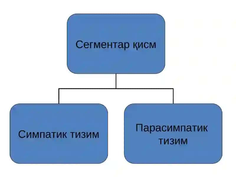 ВЕГЕТАТИВ АСАБ ТИЗИМ 3