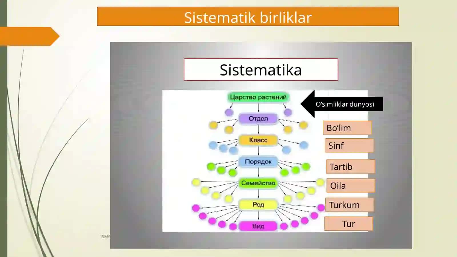 Tirik organizmalar klassifikatsiyasi 3