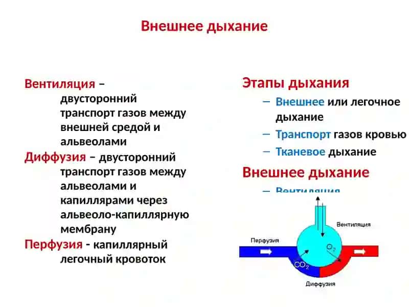 Патофизиология дыхания 3