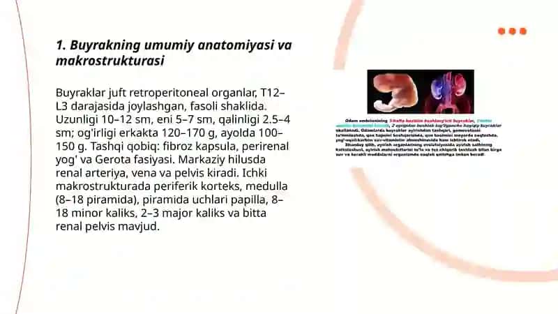 Buyrak va siydik chiqarish tizimining AFX 3