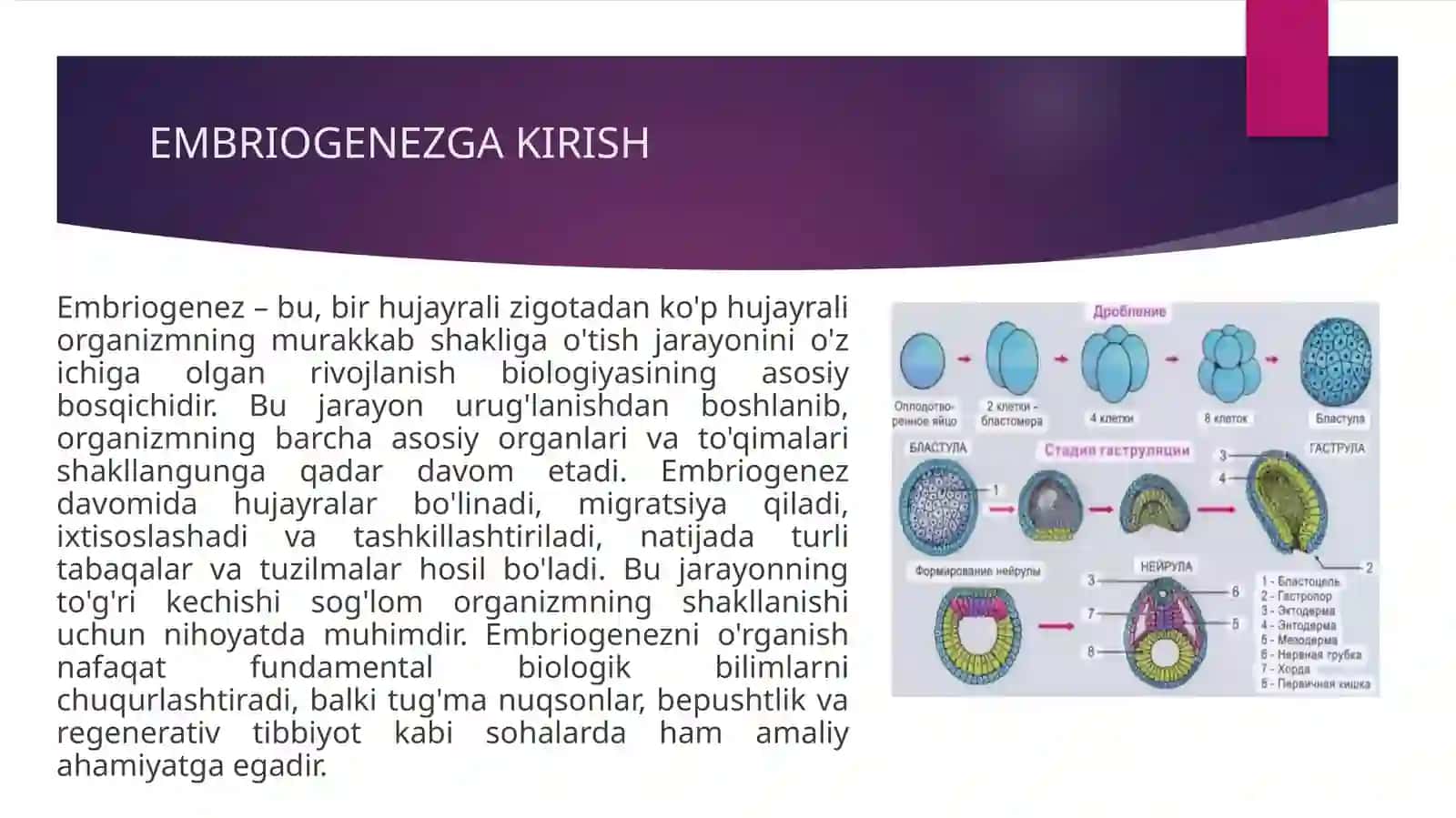 Embriogenez 3