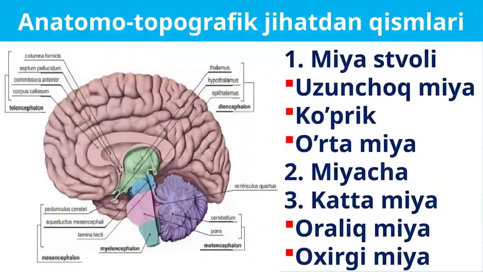PONS ET MESENCEPHALON 3