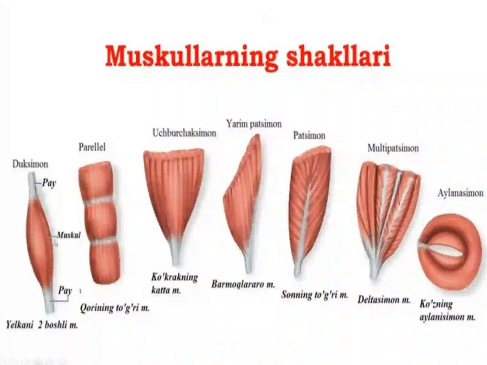 Miologiya.Muskullar haqida ta’limot 3