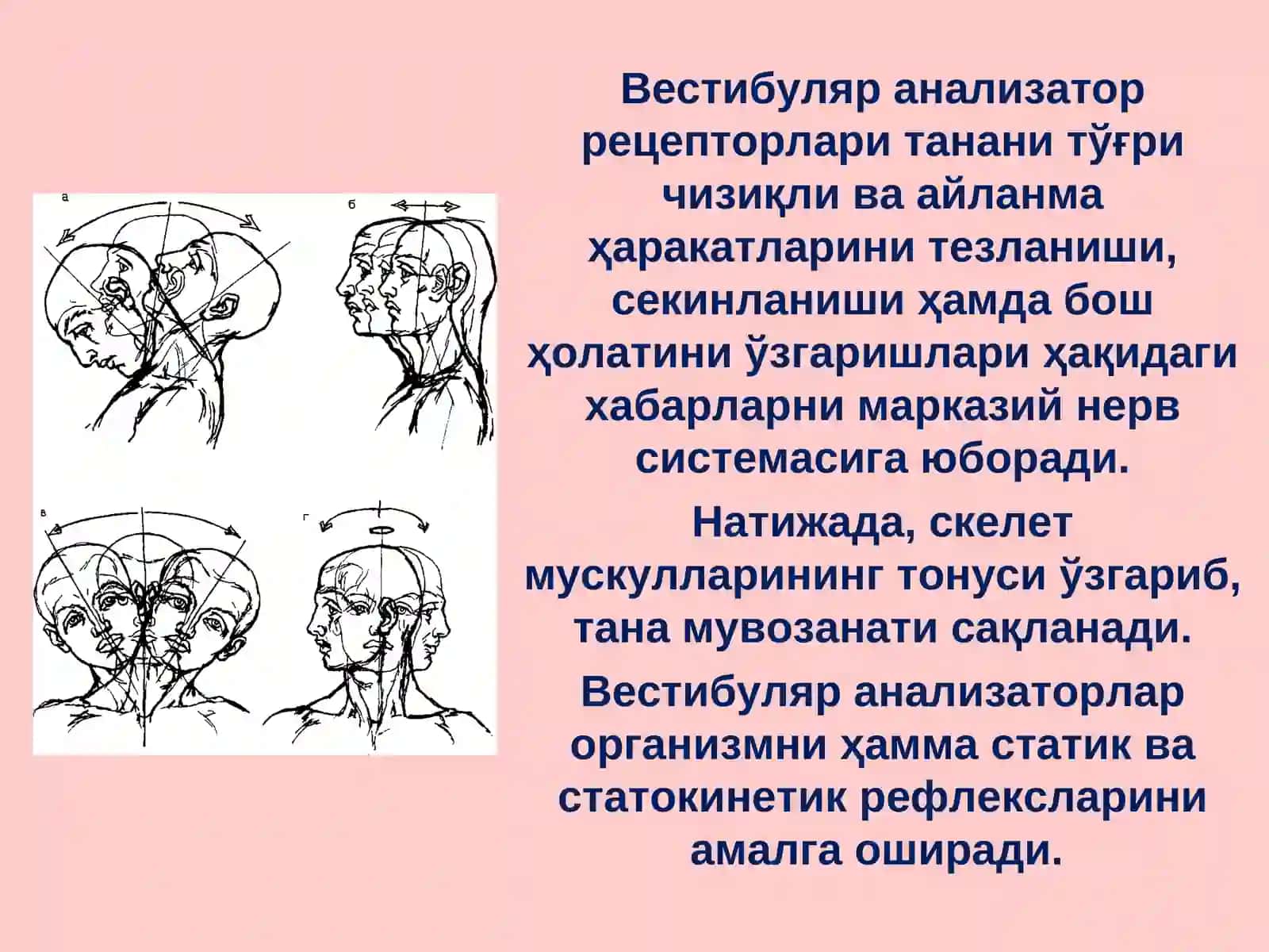 Вестибуляр анализатор ва унинг мувозанат сақлашдаги роли 3