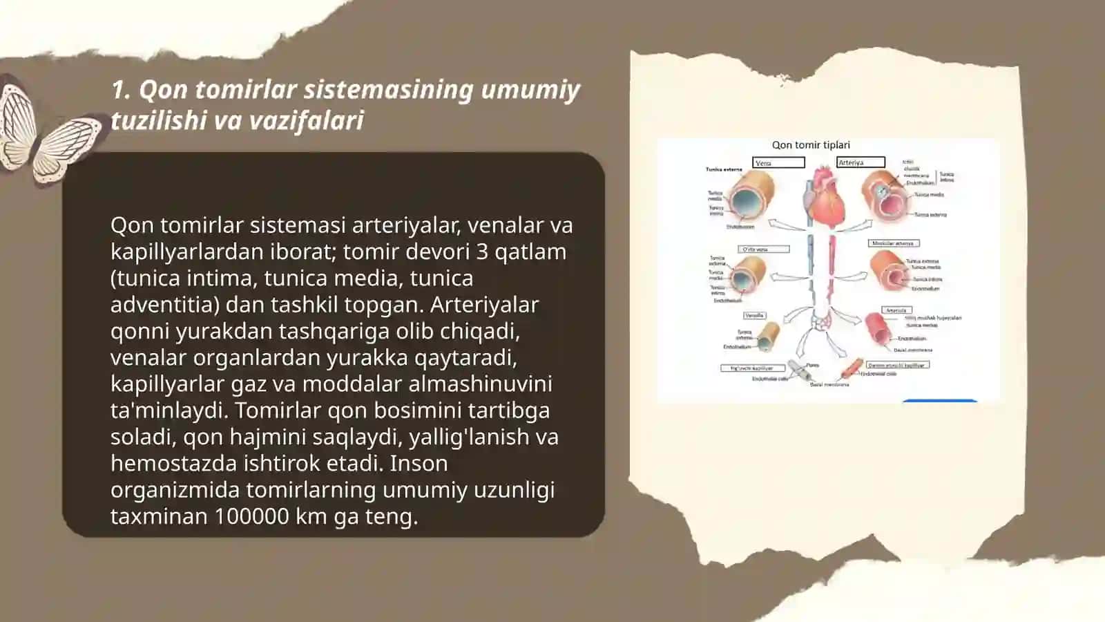 Qon tomirlar sistemasi 3