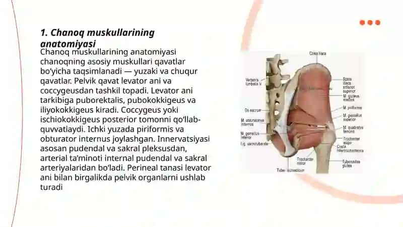 Chanoq, oyoq muskullari 3