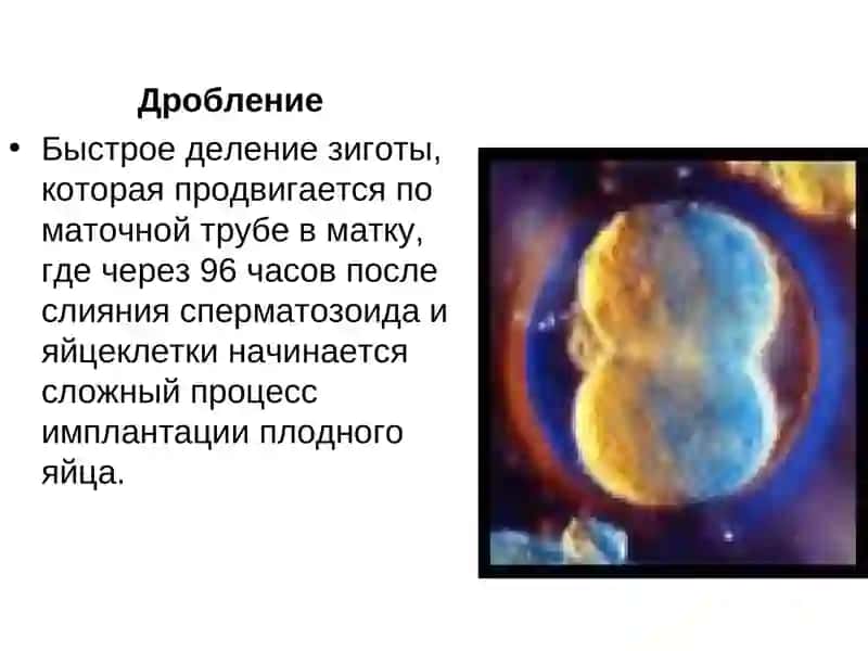 Внутриутробное развитие плода 3