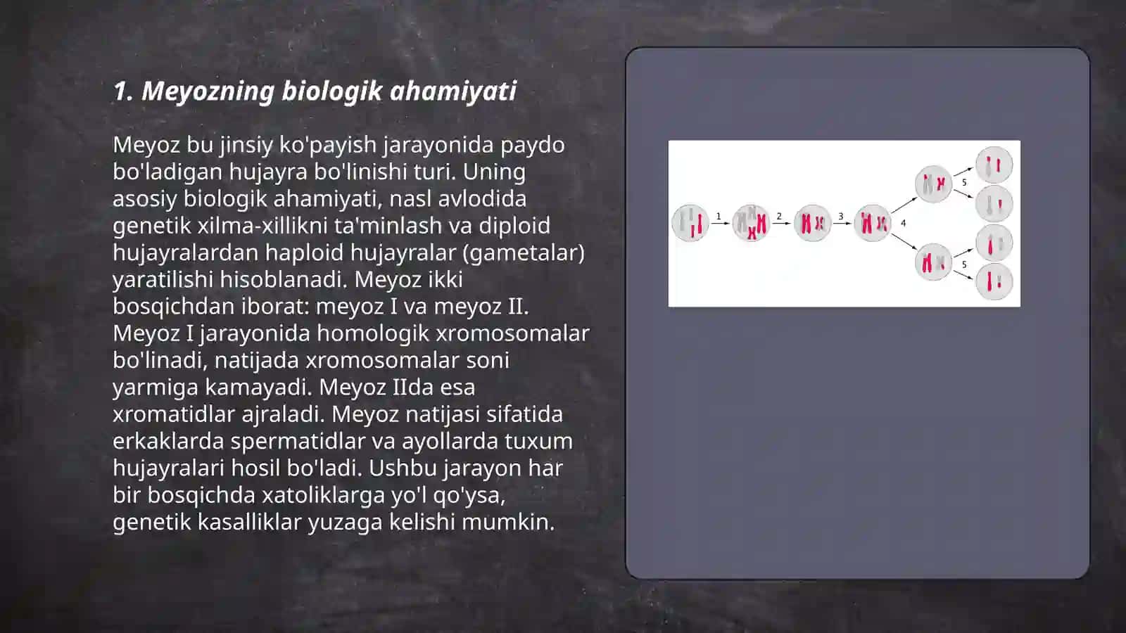 Meyoz jarayoni 3