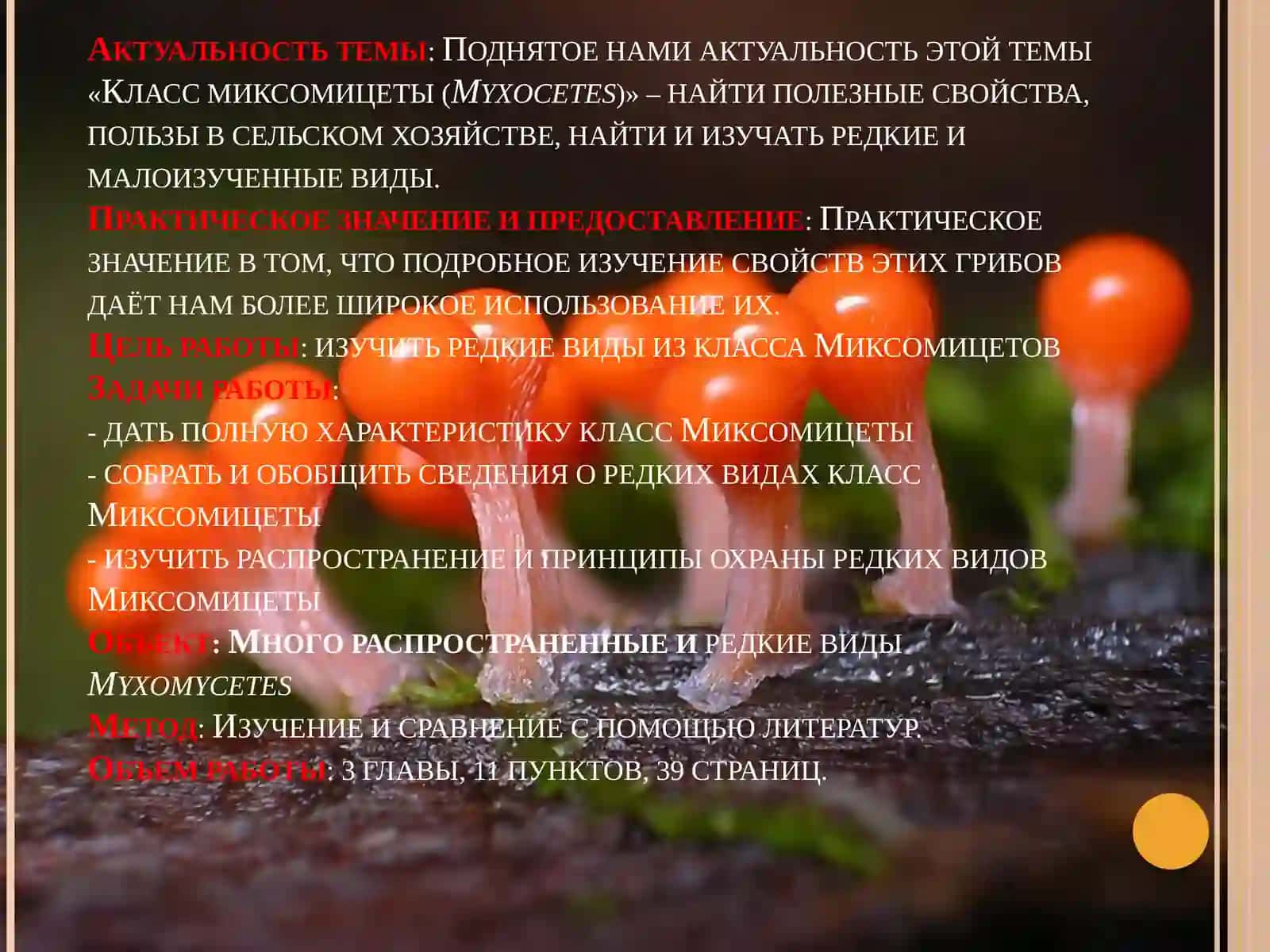 СТРОЕНИЕ И ЗНАЧЕНИЕ СЛИЗОВИКОВ В ПРИРОДЕ 3