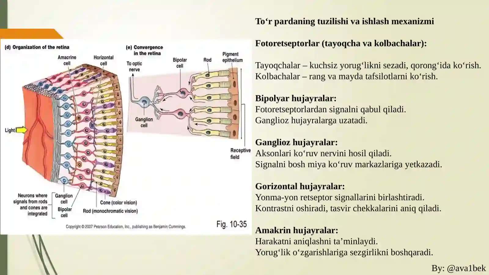 Ko‘ruvsensortizimi:To’rpardavaFotoreseptorlarfiziologiyasi 3
