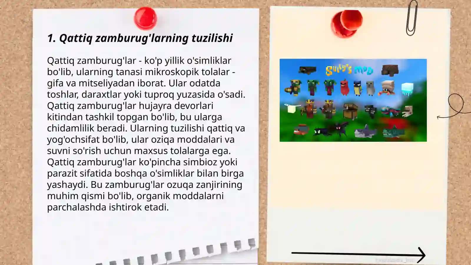 Qattiq zamburug'larning tuzilishi 3
