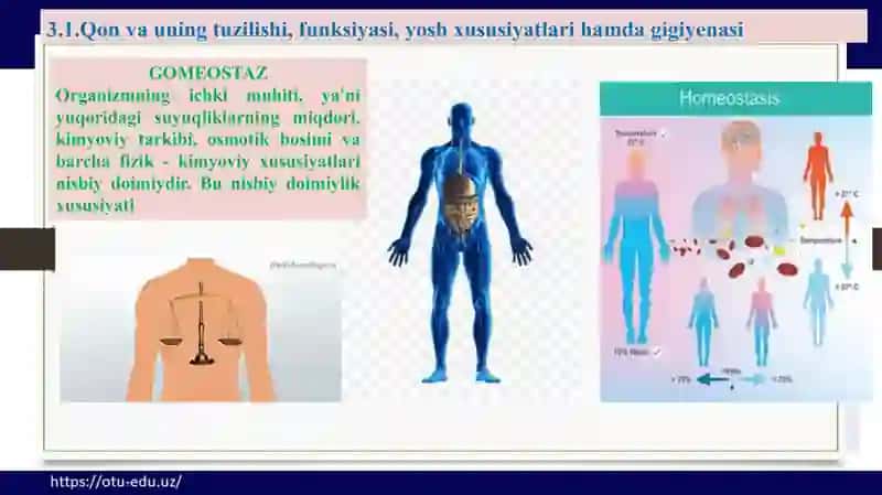 Qon, nafas olish, ovqat hazm a’zolari 3