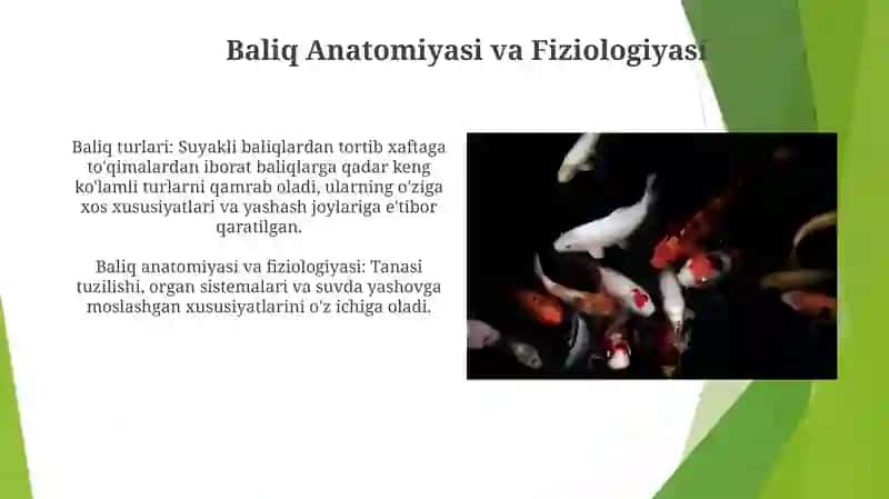 Baliqlarning turlari va ularni parvarish qilish 3