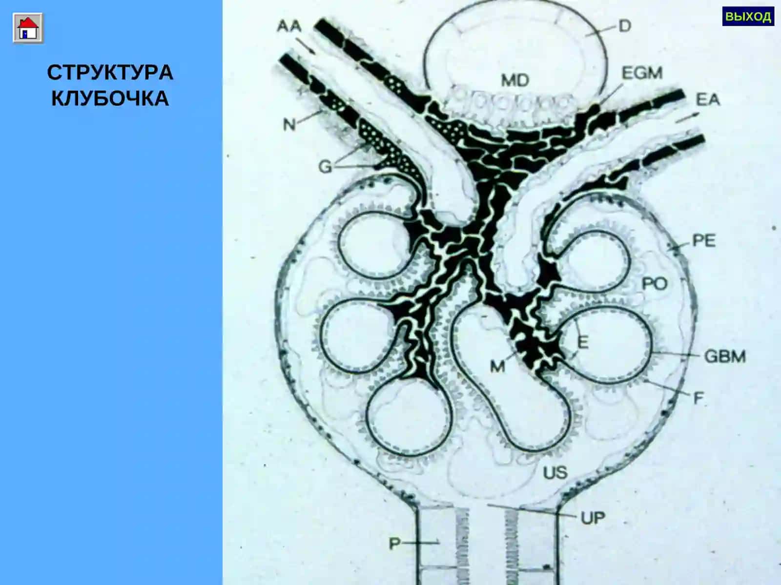 ГЛОМЕРУЛОНЕФРИТЛАР ПИЕЛОНЕФРИТЛАР 3