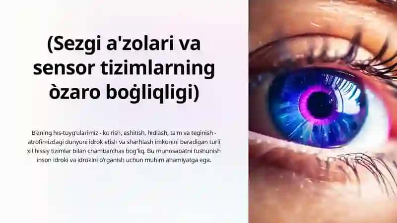 Sezgi a'zolari va sensor tizimlarning òzaro boġliqligi 3