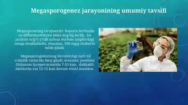 Megasporogenez jarayonlari 3