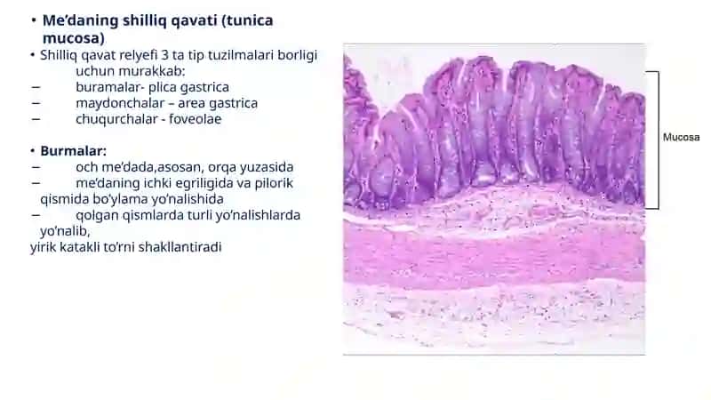 Hazm sistemasi gistologiyasi 3