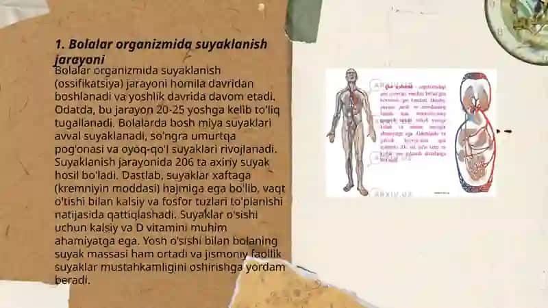 Suyaklanish jarayonining yoshga bogʻliq xususuyatlari 3