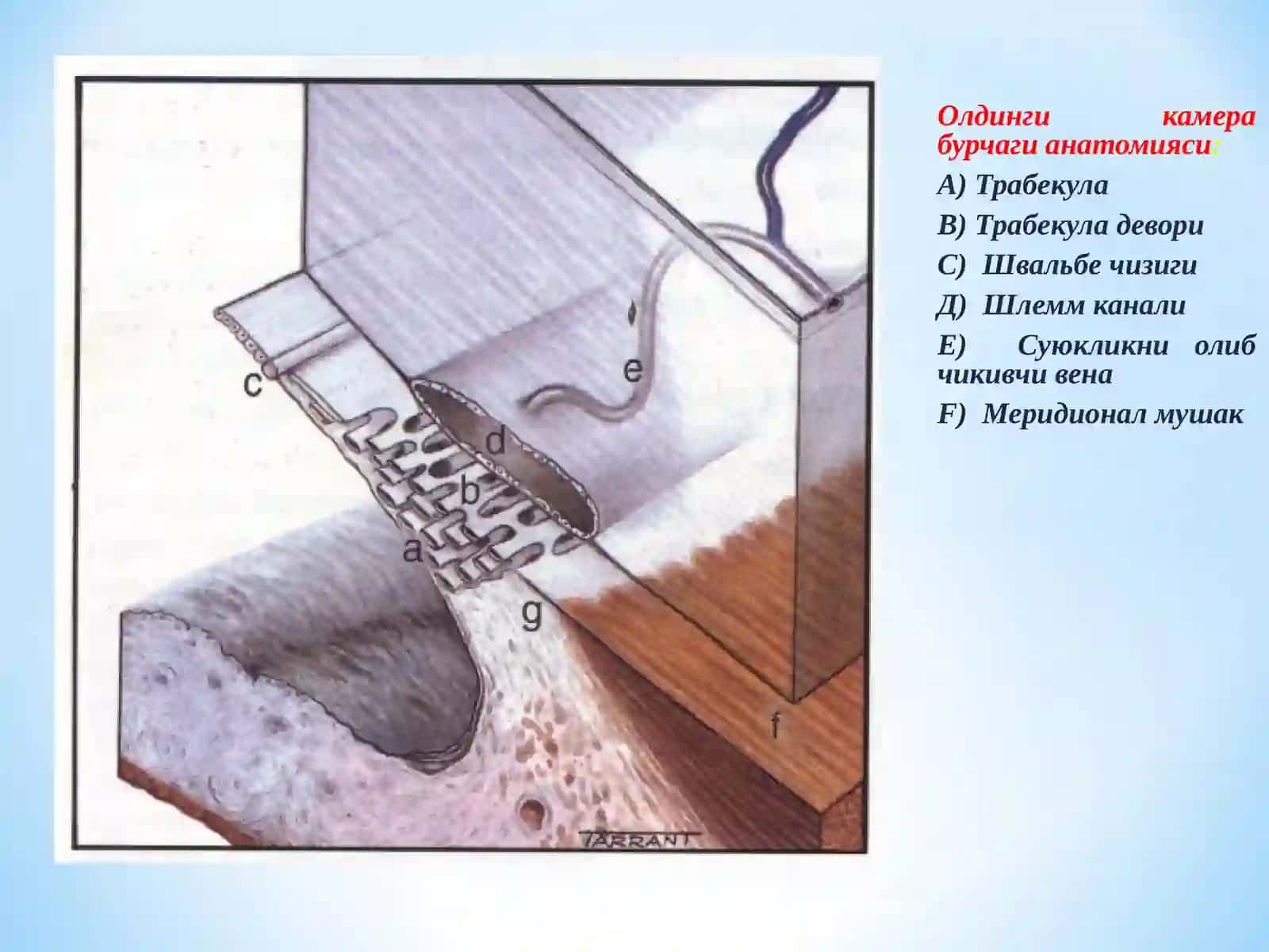 Glaukoma, Глаукома Олдинги камера бурчаги анатомияси 3