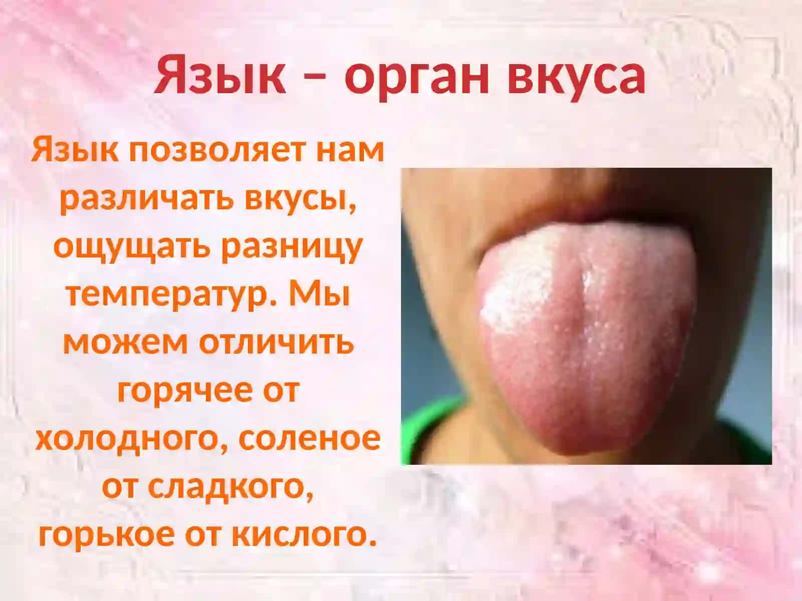 ОРГАН ВКУСА 3