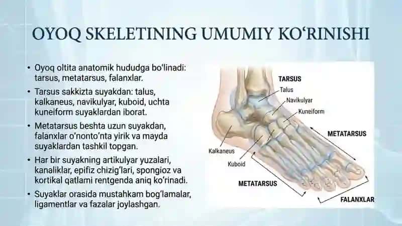 Oyoq suyaklarining rentgeno anatomiyasi 3