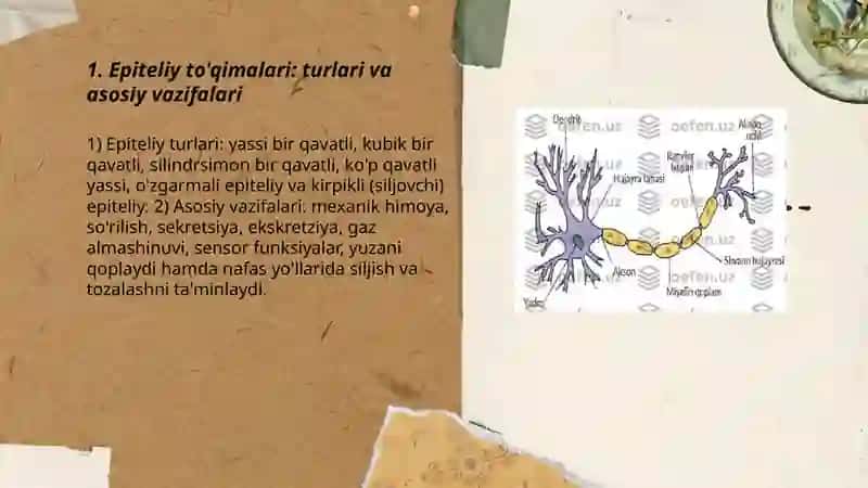 Tóqima xillari va vazifalari 3