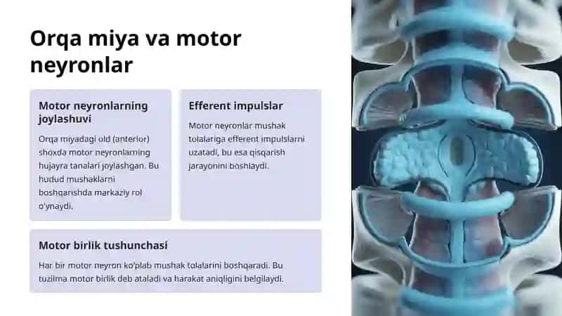 Mushaklarda nervlanishning anatomik asoslari 3