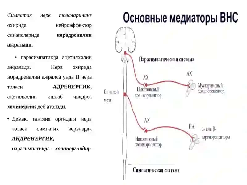 Адренергик иннервацияга таъсир этувчи дори воситалари 3
