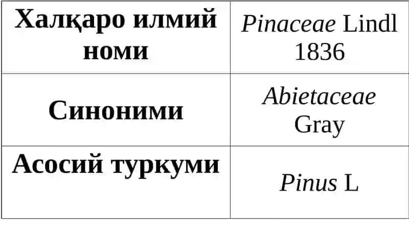 Қарағайдошлар оиласи 3